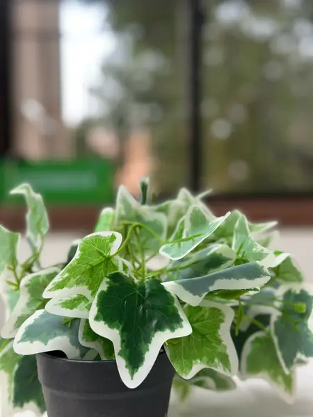 [PT-1674] Verdant Glow Faux Plant in White Ceramic Planter